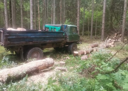 Выявлена незаконная заготовка древесины