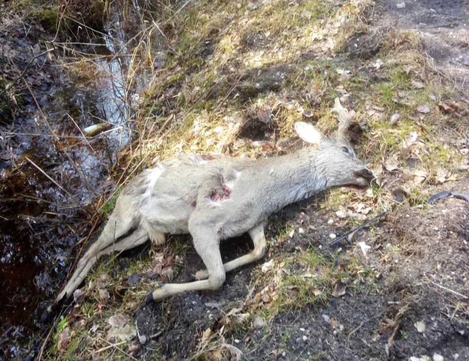 Возбуждено уголовное дело в отношении нестеровских охотников Возбуждено уголовное дело в отношении нестеровских охотников