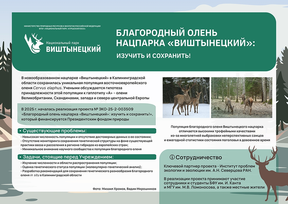 Стартовал проект по изучению благородного оленя